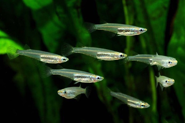 Rotschwanz Reisfisch - Oryzias songkhramensis