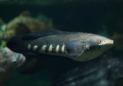 Schlangenkopffisch – Channa auroflammea