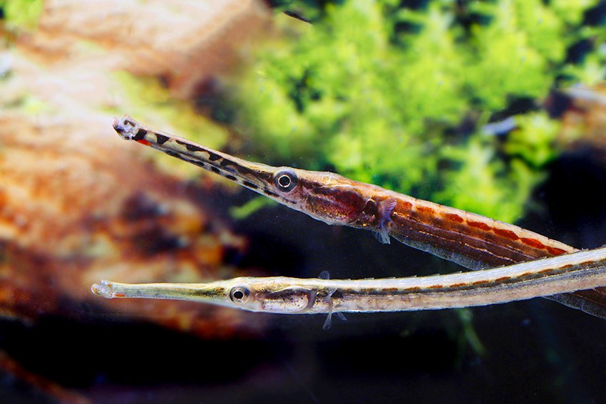 Pipefish "african red stripe" - Microphis aculeatus