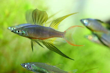 Prachtregenbogenfisch - Iriatherina werneri