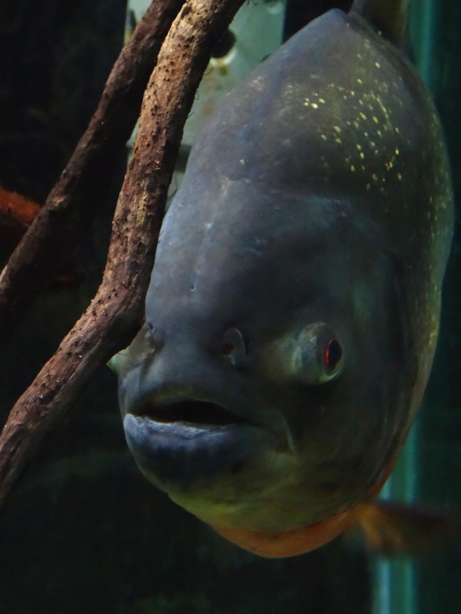 Piranha-im-Aquarium