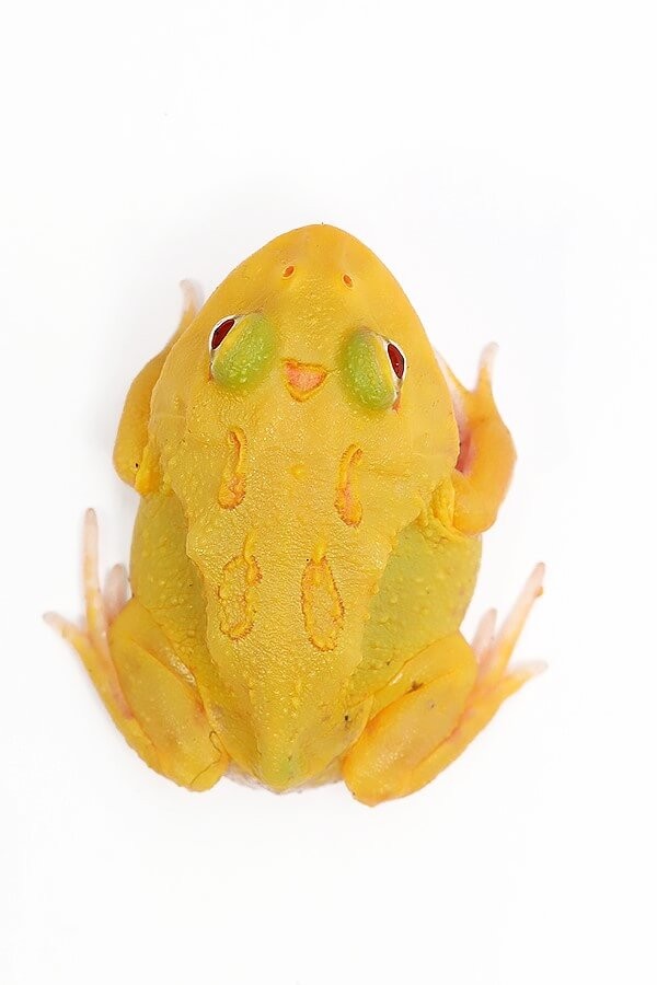Cranwelli Schmuckhornfrosch "pikachu super" - Ceratophrys cranwelli