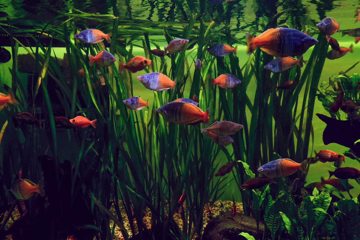Melanotaenia_aquarium