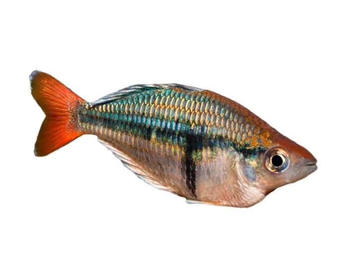 Regenbogenfisch Kali Tawa - Melanotaenia sp.