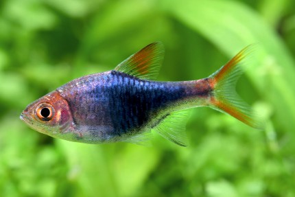 Blauer Keilfleckbärbling - Trigonostigma heteromorpha var. 