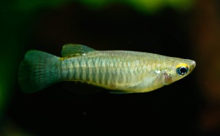 Gebänderter Leuchtaugenfisch - Aplocheilichthys spilauchen