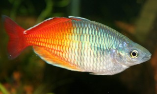 Roter Harlekin Regenbogenfisch, Roter Boesemani 