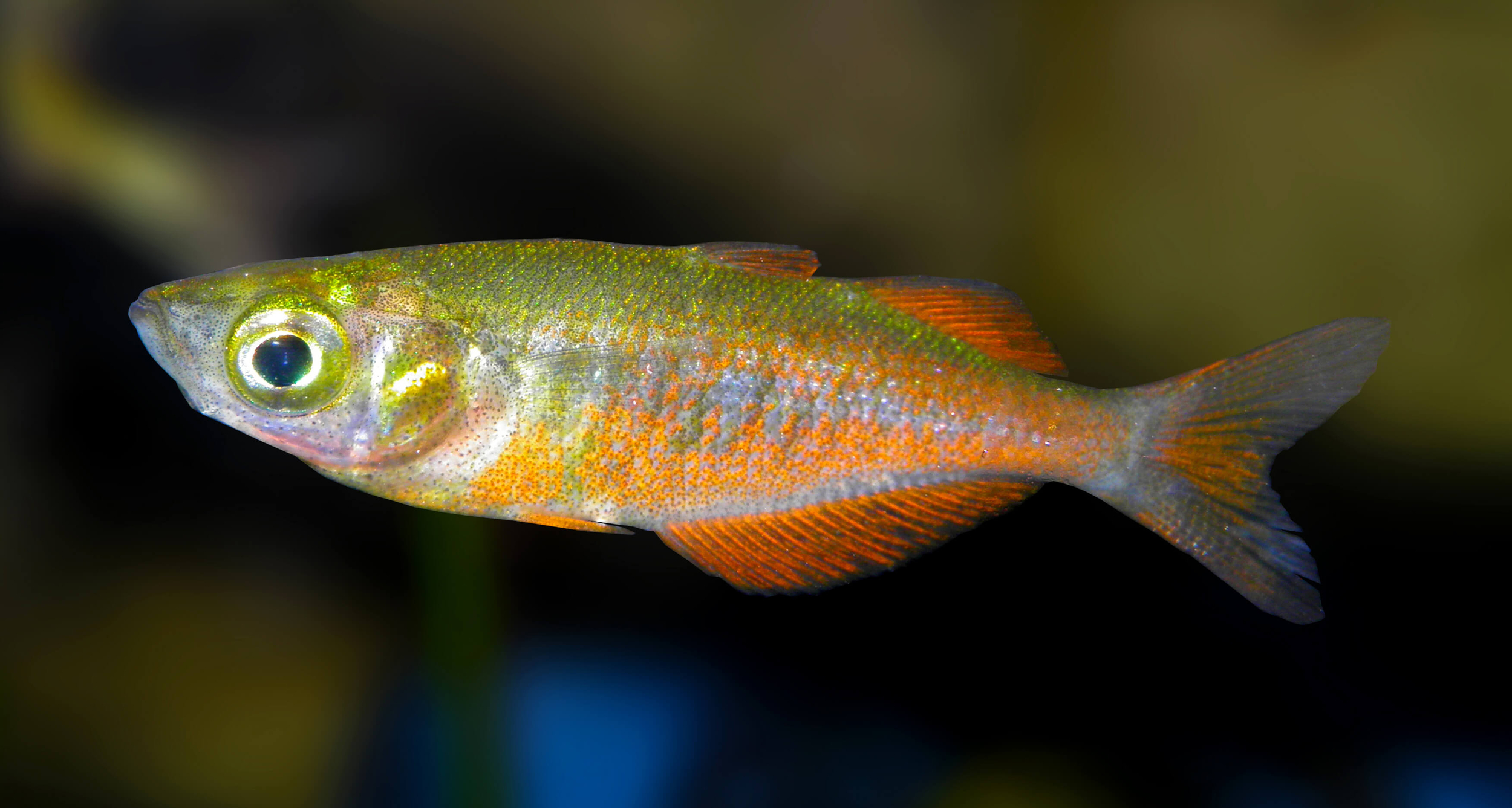 Parkinsons-Regenbogenfisch-Melanotaenia-parkinsoni