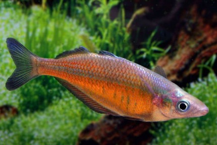Sentani-Regenbogenfisch - Chilatherina sentanensis