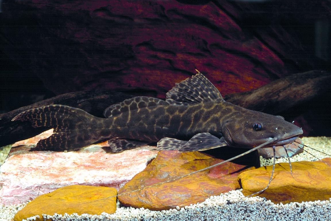 Leopard Antennenwels - Perrunichthys perruno