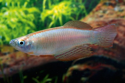 Langflossen Leuchtaugenfisch - Procatopus nototaenia