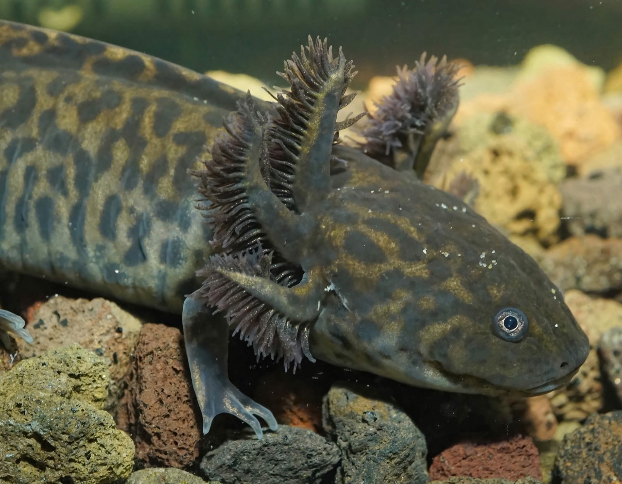 Andesons Querzahnmolch WF - Ambystoma andersoni