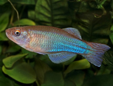 Glitzer Leuchtaugenfisch - Procatopus aberrans (gracilis)