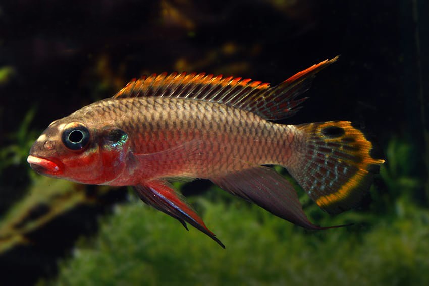 Smaragdprachtbarsch "Njanje" - Pelvicachromis taeniatus