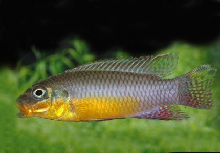 Bipindi Smaragd Prachtbarsch - Pelvicachromis taeniatus