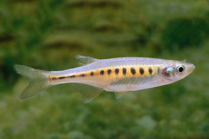 Devario shanensis - Cyprinidae