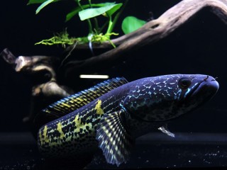 Goldtüpfel Schlangenkopffisch - Channa aurantimaculata