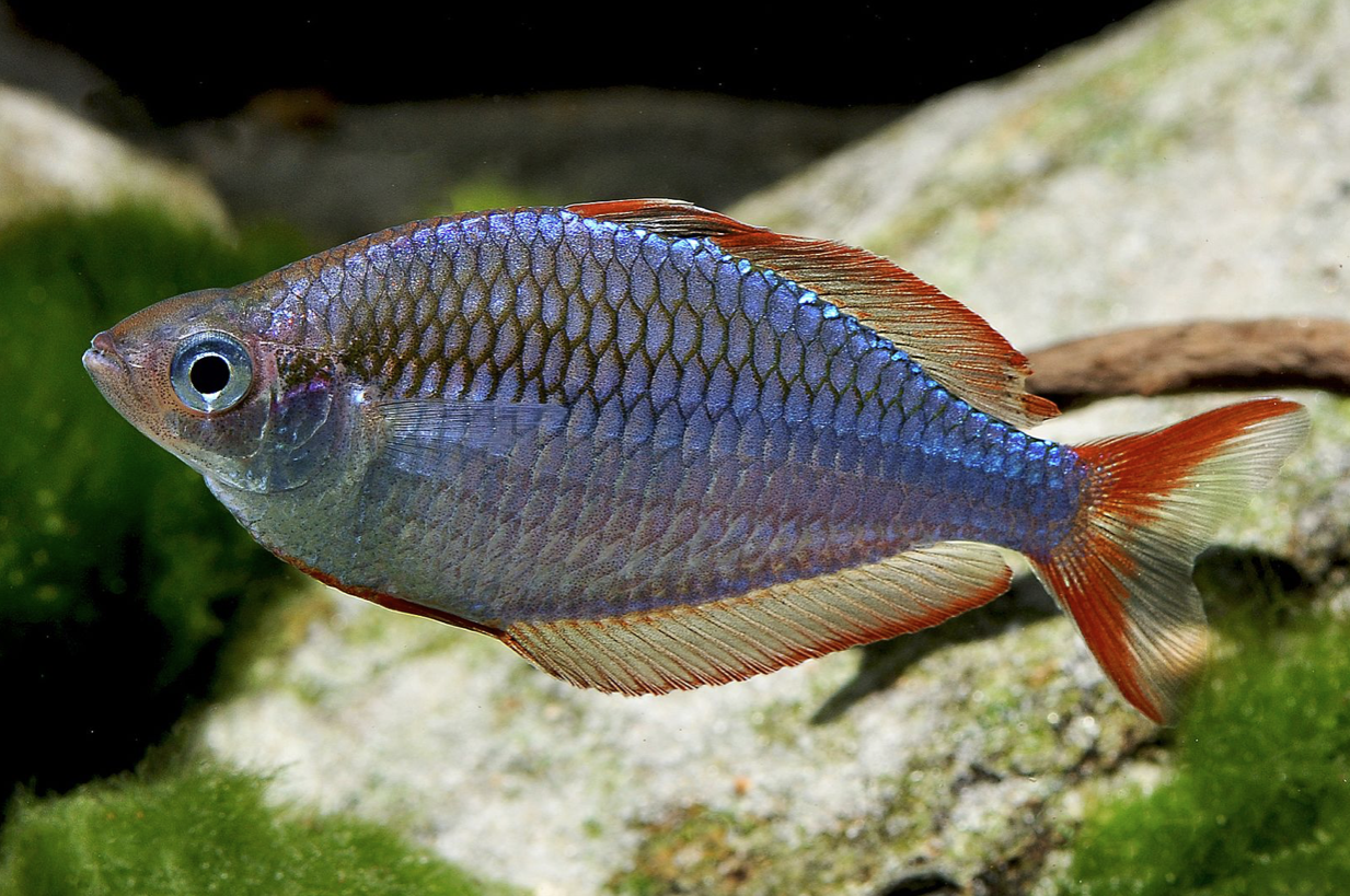 Neon-Regenbogenfisch-Melanotaenia-praecox