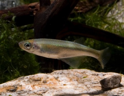 Tanganjika Leuchtaugenfisch - Lamprichtys tanganicanus