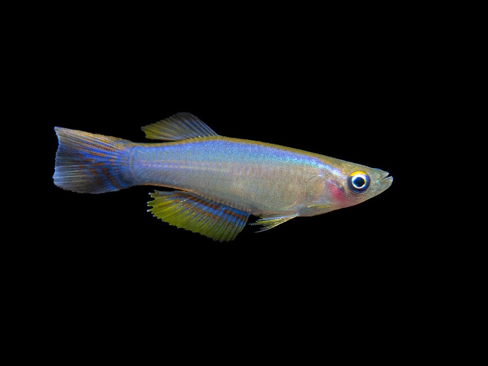Breitflössiger Leuchtaugenfisch - Procatopus similis