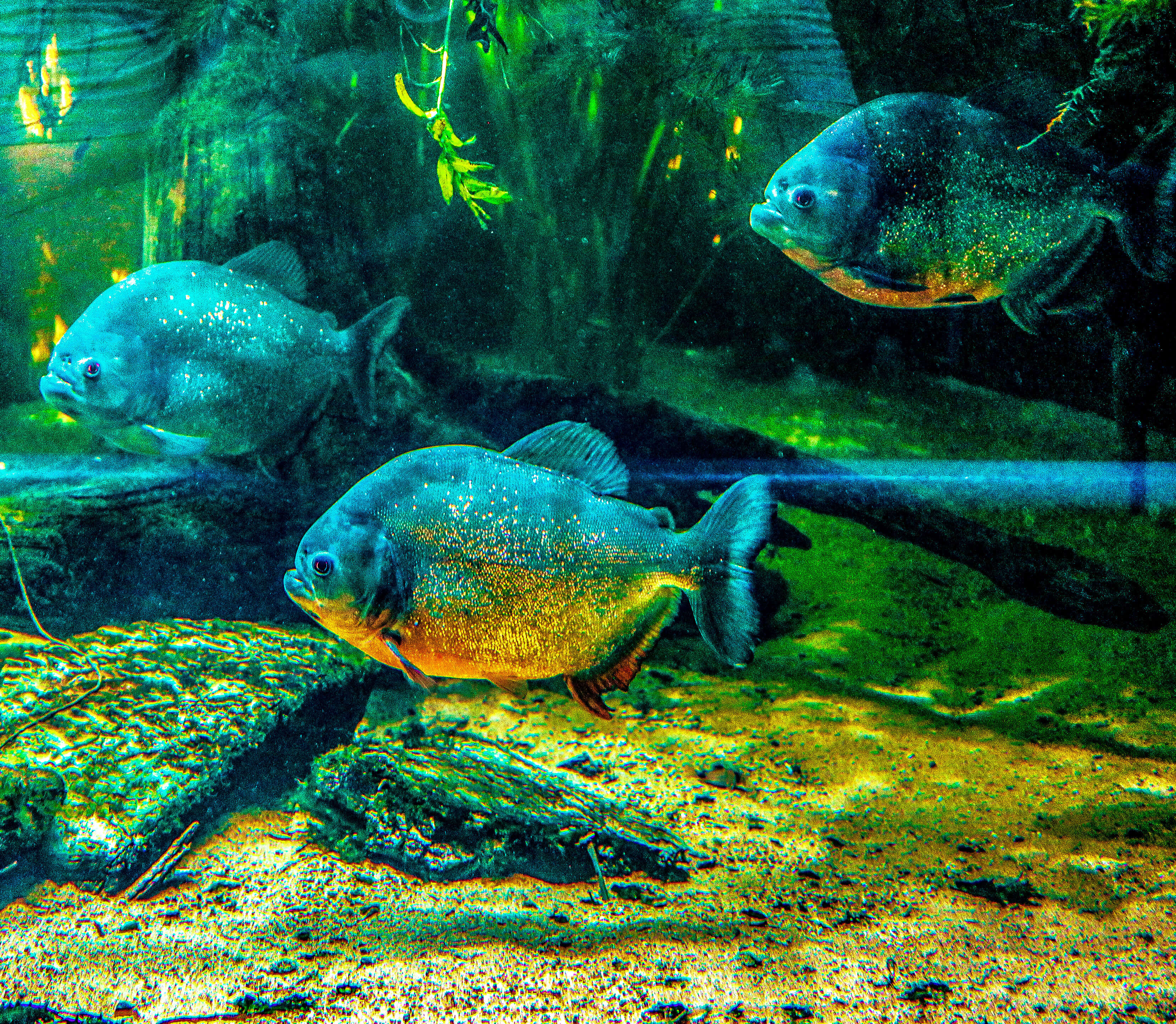 Piranhas_Aquarium