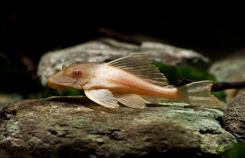Wabenschilderwels "Albino" - Pterygoplichthys (Glyptoperichthys) gibbiceps
