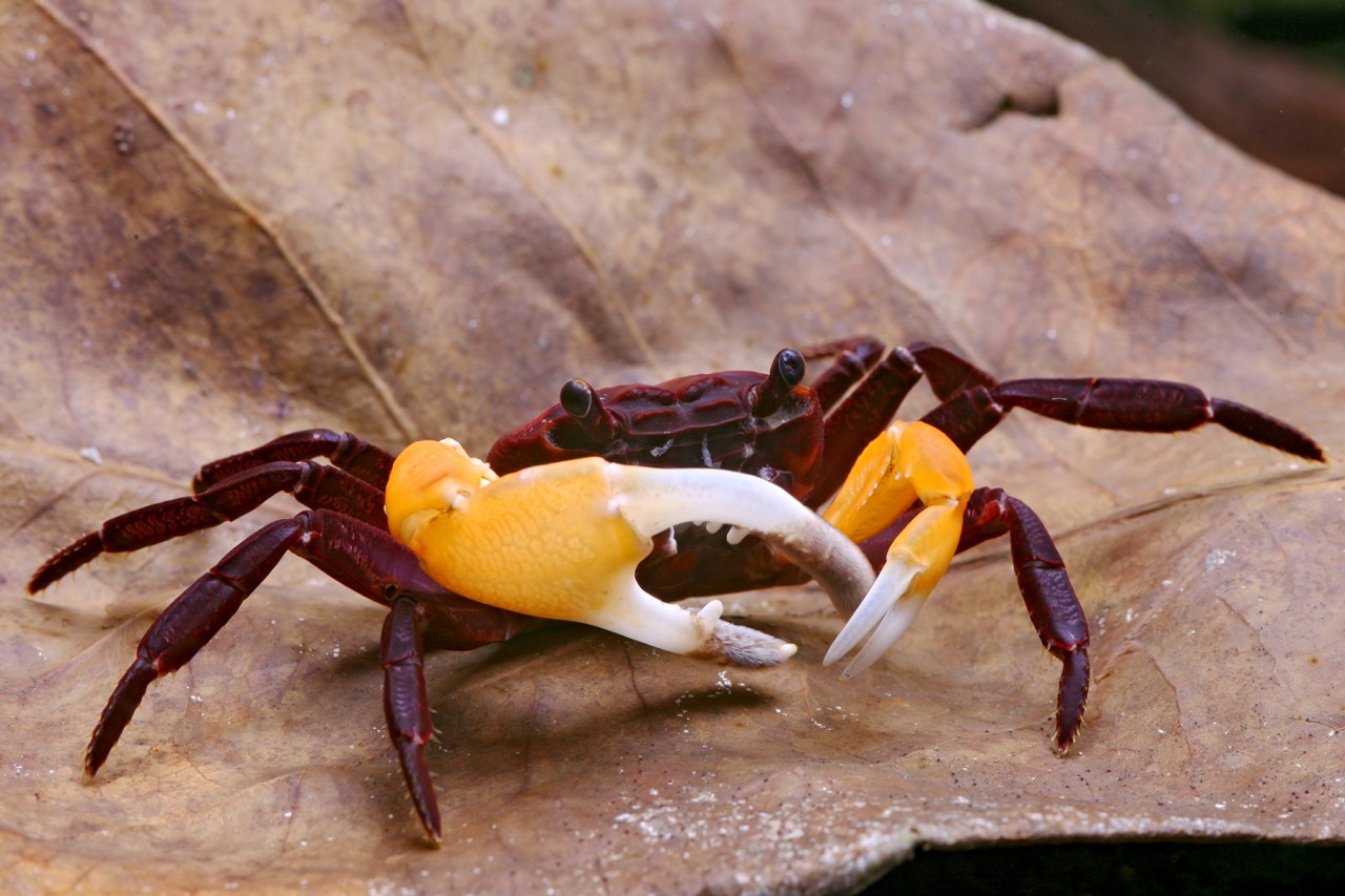 Krabbe "Orange Arm", Orangehandkrabbe - Lepidothelphusa spec.