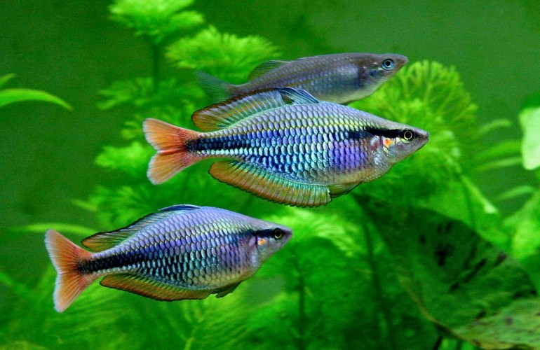 Gemalter Regenbogenfisch - Melanotaenia picta (goldiei "Aru II")