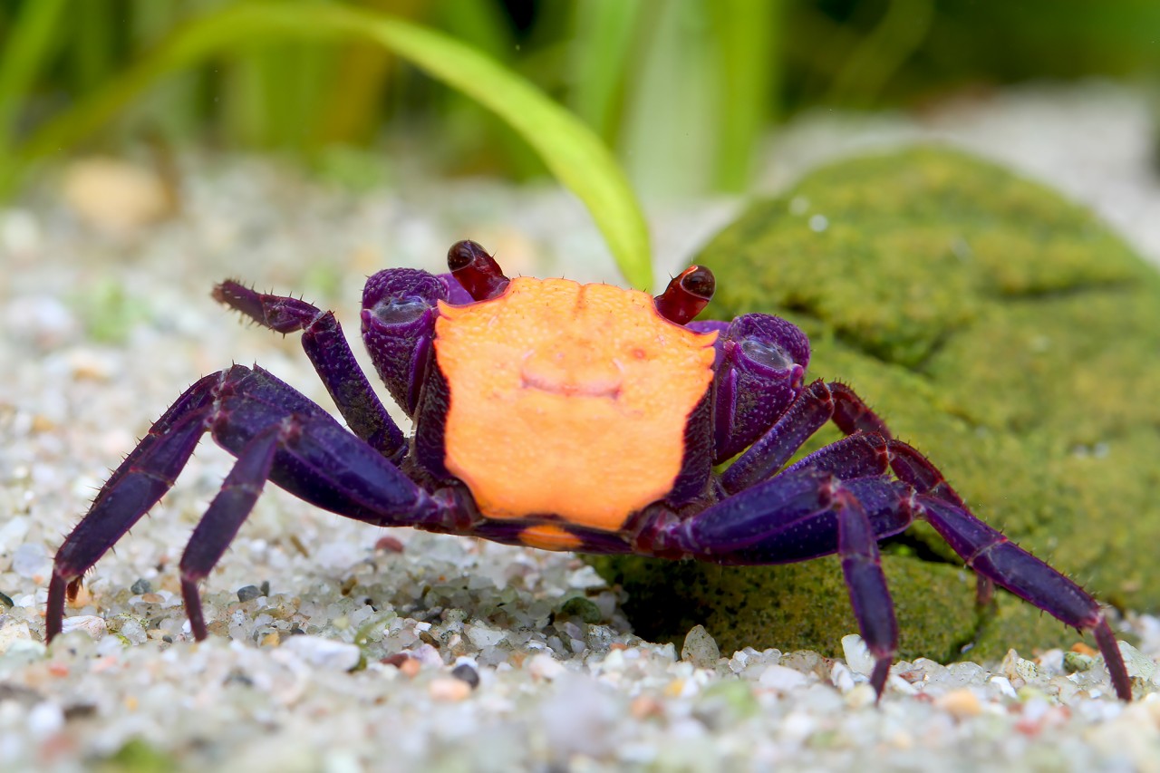 Krabbe "Orange black eye" - Geosesarma spec.