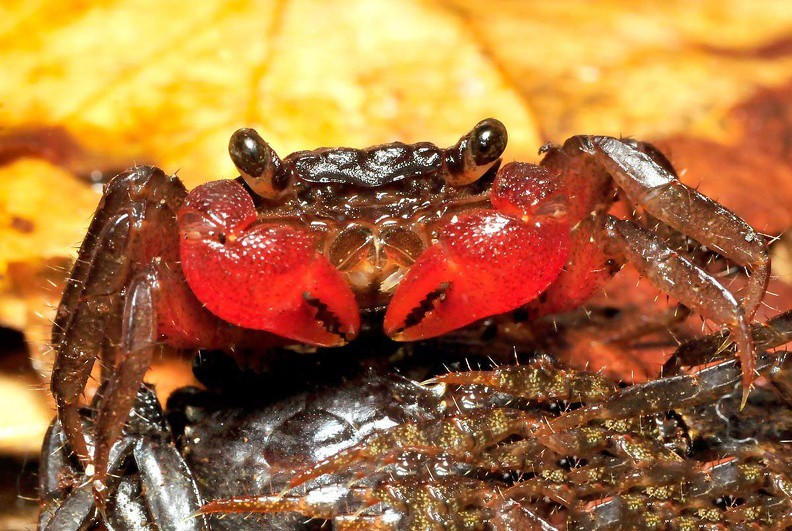 Vampirkrabbe "Borneo red" - Geosesarma penangense