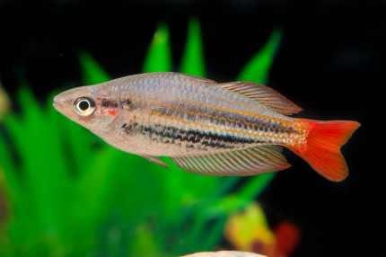 Rot gestreifter Großflossen Regenbogenfisch - Melanotaenia rubrostriata (splendida rubrostriata)