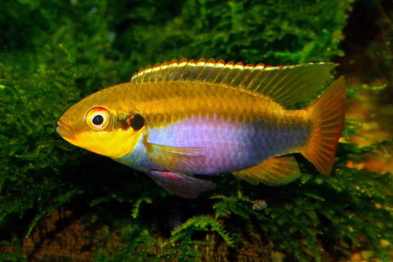 Roloffs Prachtbuntbarsch "Kolente" - Pelvicachromis roloffi