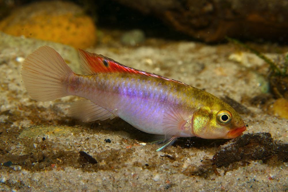 Zwergbuntbarsch "Sabinae"​ - Congochromis sabinae