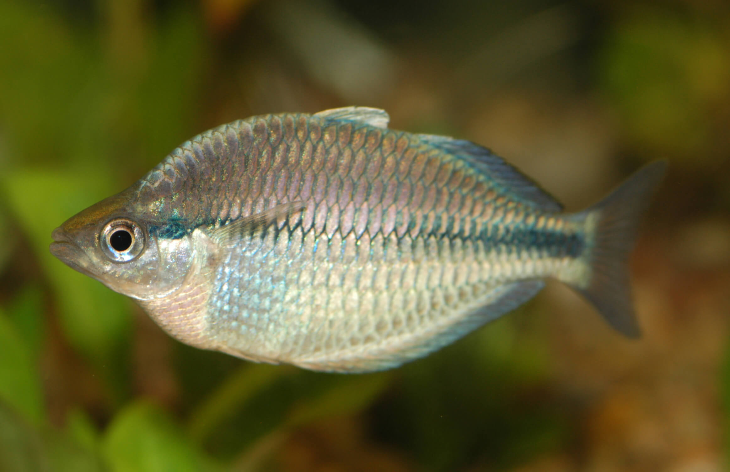 Kamaka-Regenbogenfisch-Melanotaenia-kamaka
