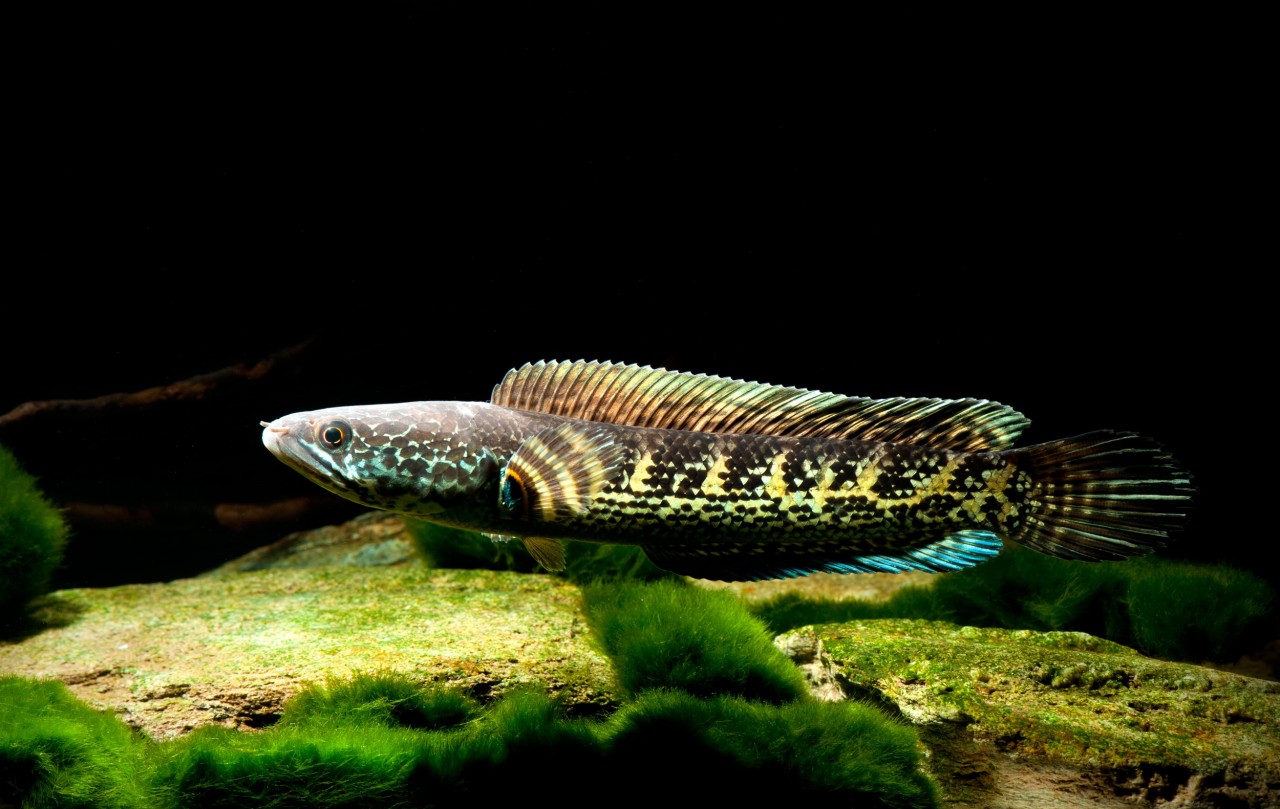 "Goldner" Schlangenkopffisch - Channa aurantimaculata - 35-40 cm