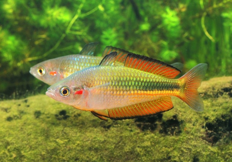 Karmin-Regenbogenfisch "Oyster Creek" - Melanotaenia duboulayi