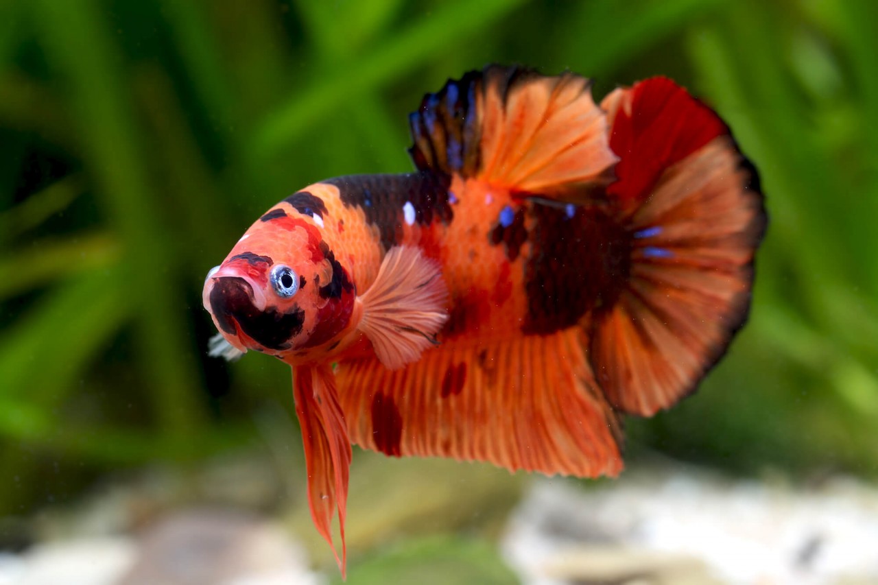 Kampffisch Halfmoon "Koi Nemo" - Betta splendens