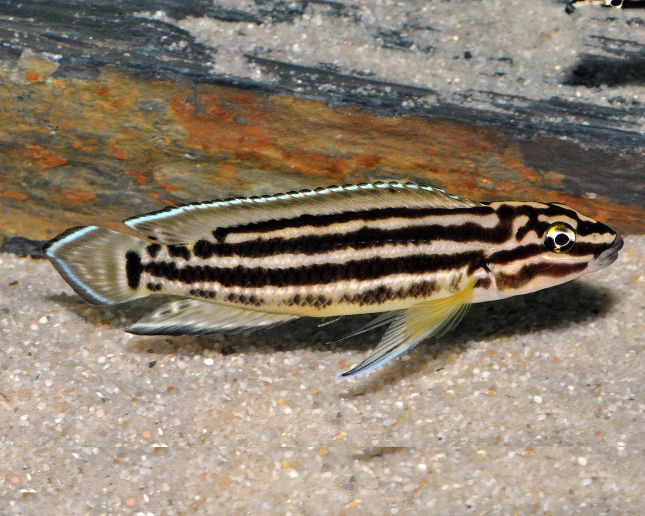 Vierstreifen-Schlankcichlide - Julidochromis regani