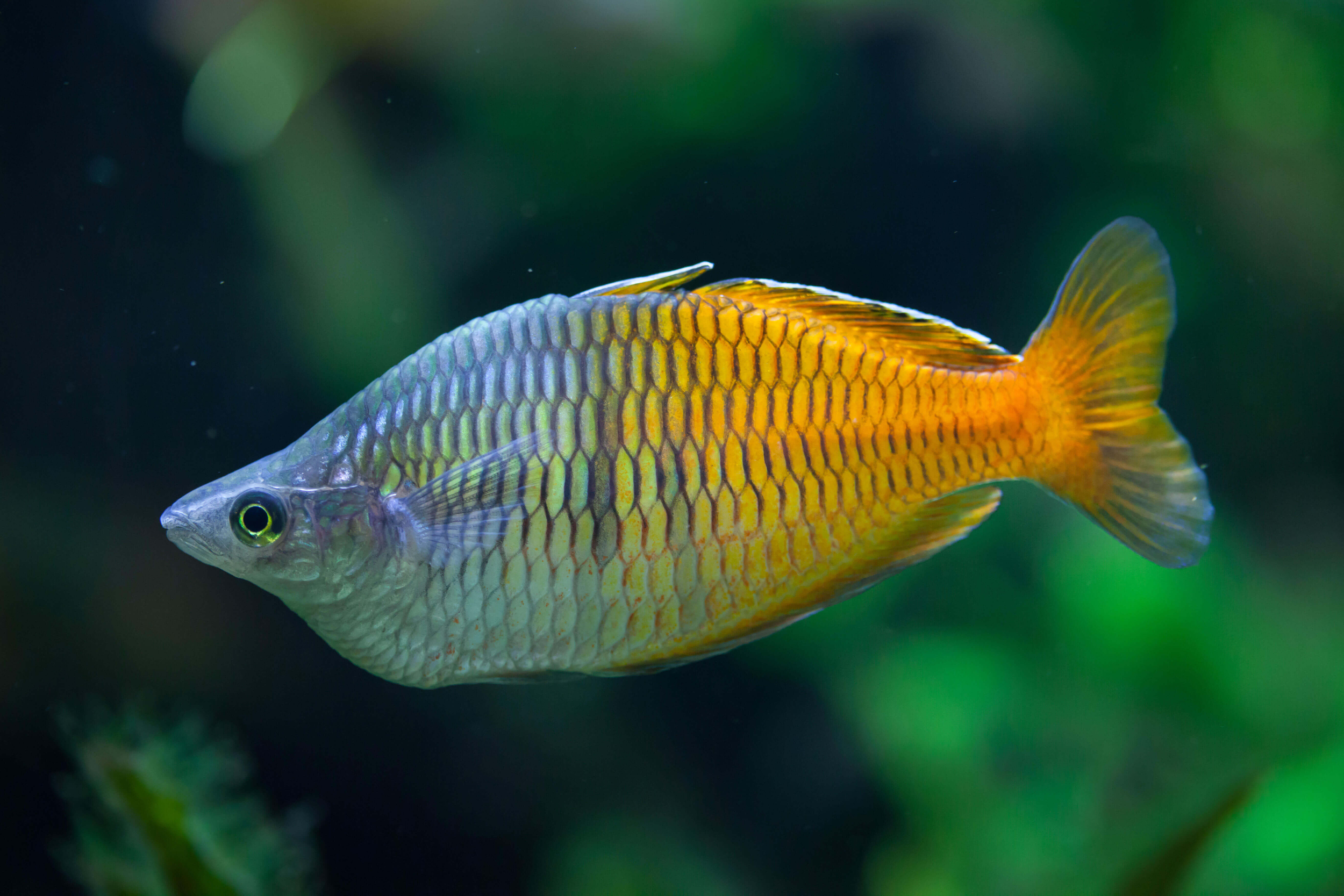 Boesemans-Regenbogenfisch-Harlekin-Regenbogenfisch-Melanotaenia-boesemani