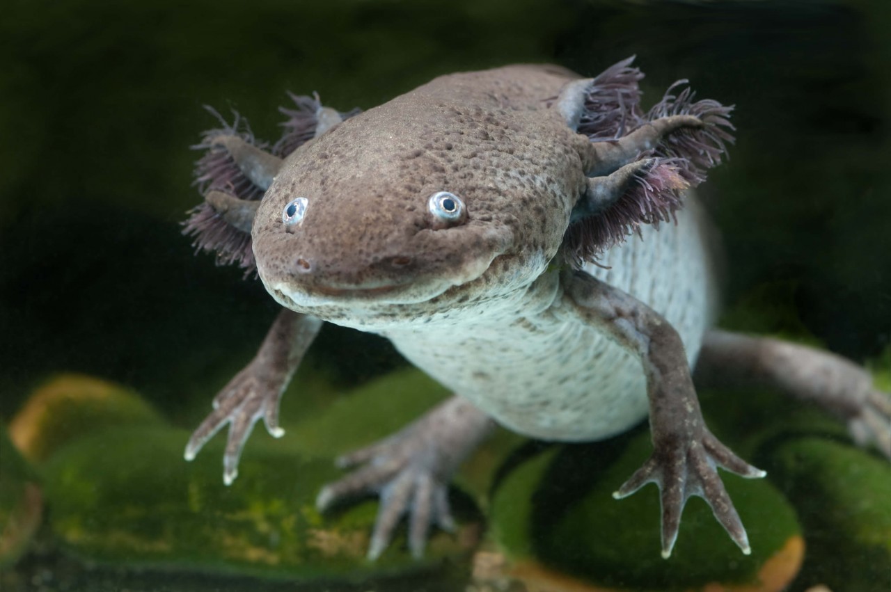 Axolotl "Wildfarben" - Ambystoma mexicanum
