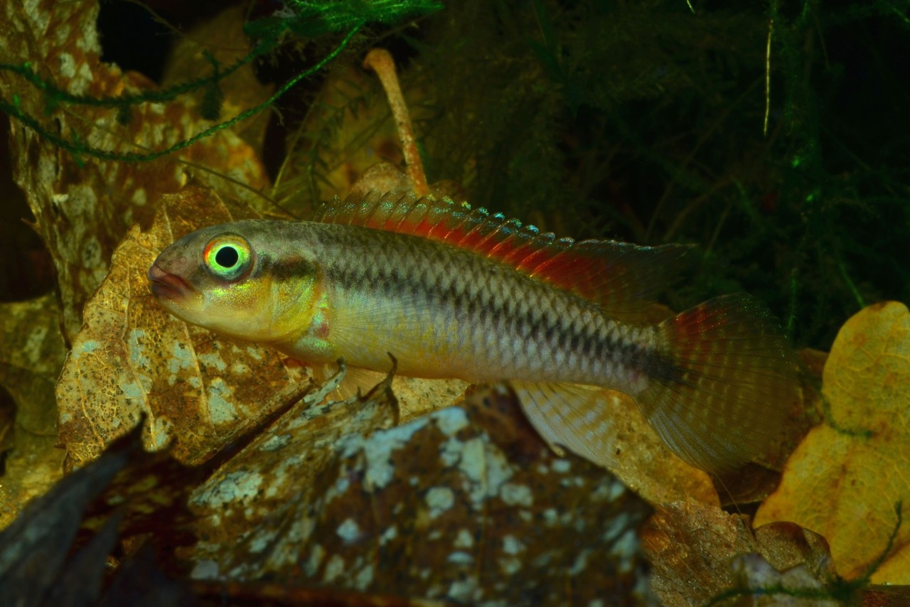 Kongocichlide - Congochromis dimidiatus