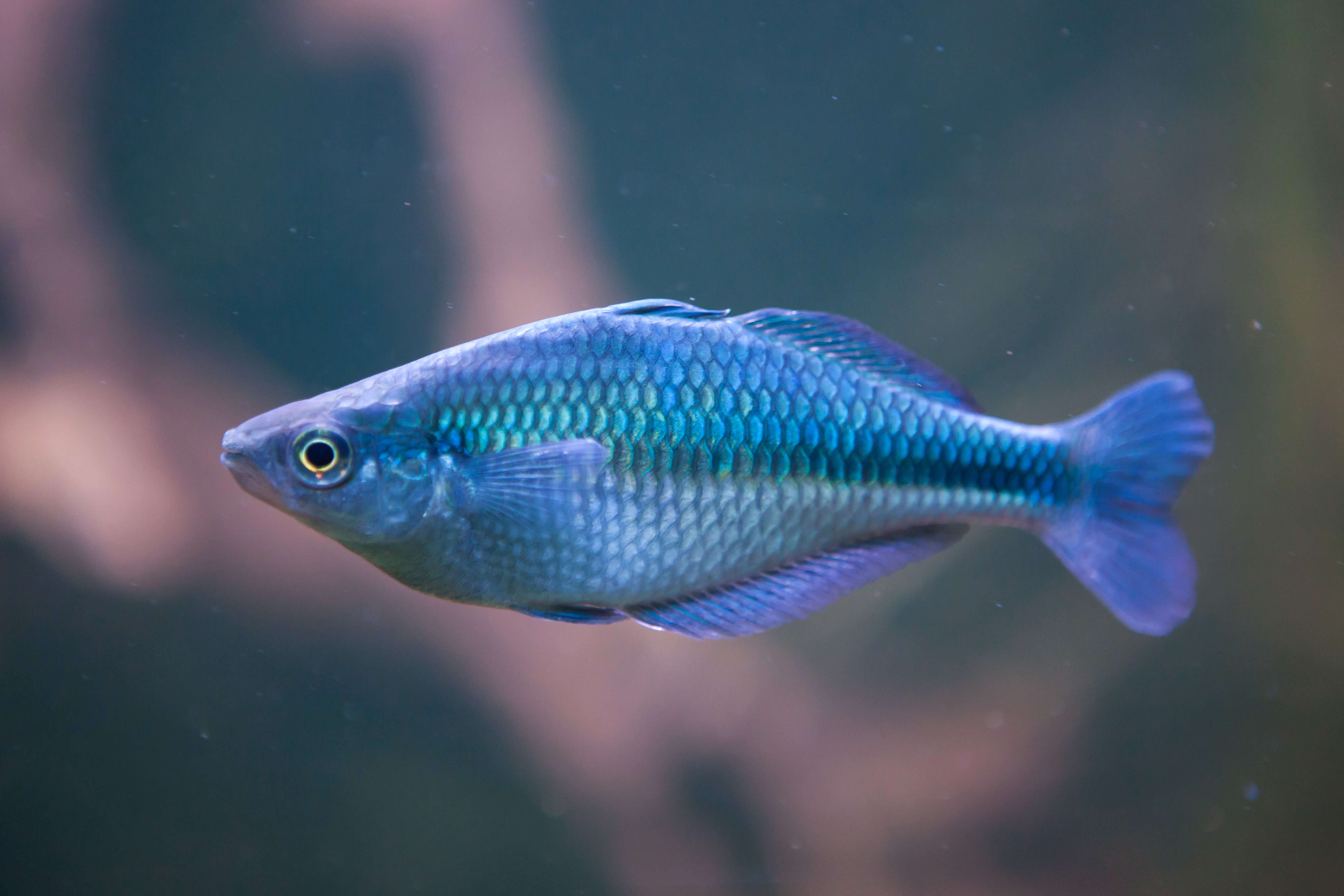 Blauer-Regenbogenfisch-Melanotaenia-lacustris