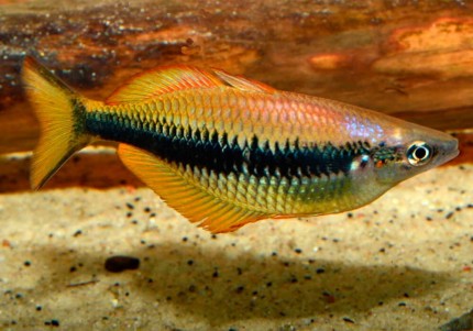 Siku-Regenbogenfisch 