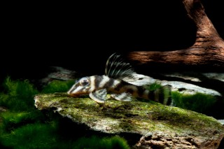L199 Orinoco Zebra Pleco - Hypancistrus furunculus (Peckoltia spec.)
