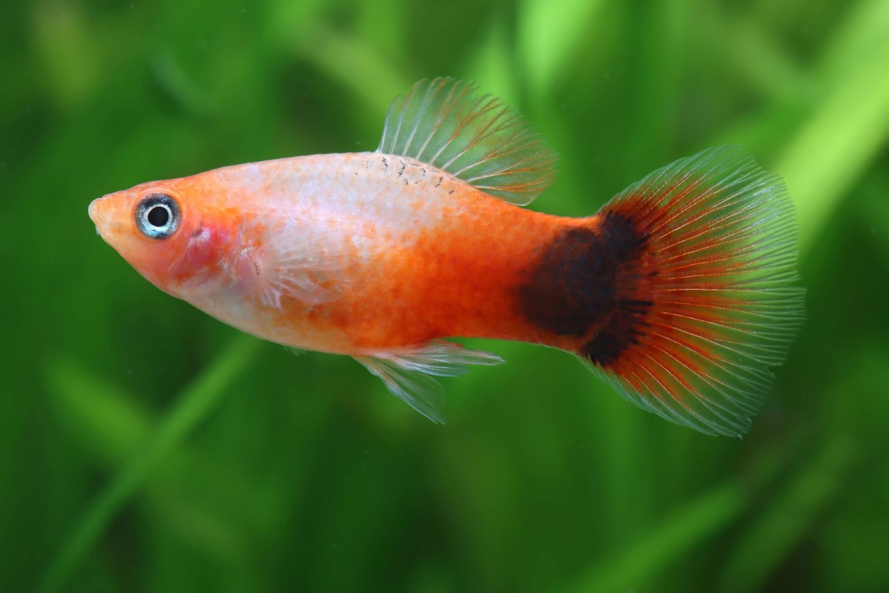 Platy "Weiß Red top Micky Mouse" - Xiphophorus maculatus