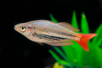 Rot gestreifter Regenbogenfisch - Melanotaenia rubrivittata
