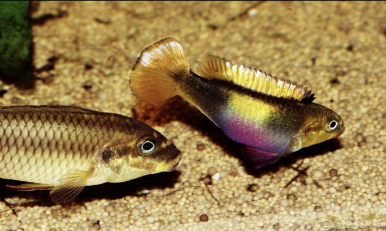 Smaragdprachtbarsch Farbform "Wouri" - Pelvicachromis taeniatus