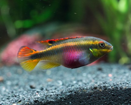 Purpurprachtbarsch Ndonga - Pelvicachromis pulcher