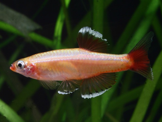 Kardinalfisch "Gold" - Tanichthys albonubes