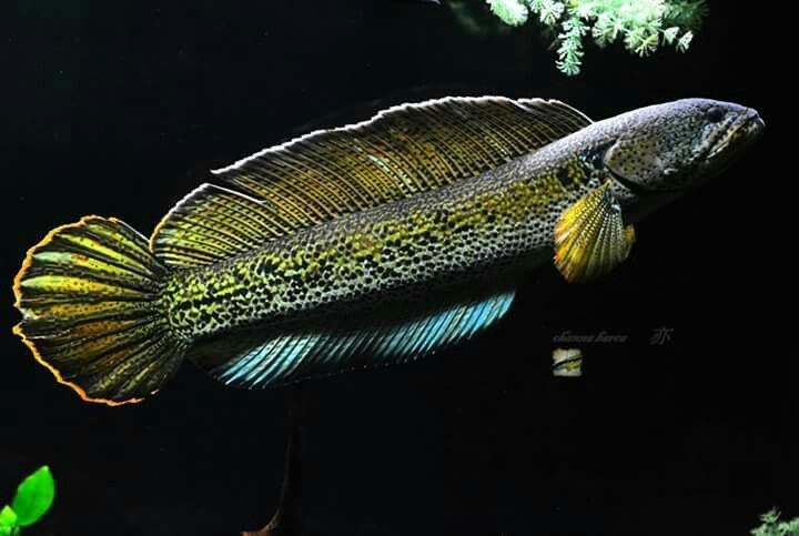 "Gold Dust" Schlangenkopffisch - Channa cf. bipuli
